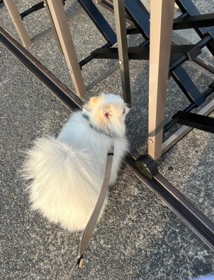 ホームセンターについた天くん