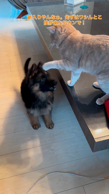 猫を見上げる子犬と、犬に前足を伸ばそうとする猫
