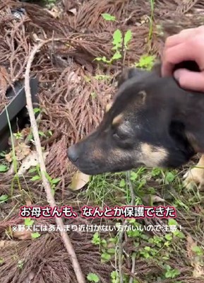 母犬も保護されたそう