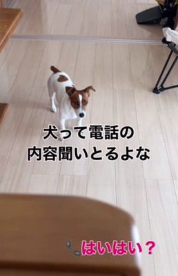聞き耳を立てる犬