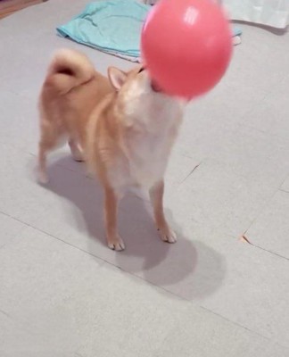 柴犬の顔の前にボール