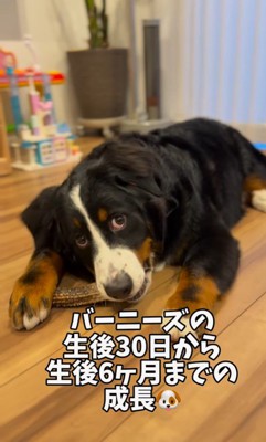 ダンボくんの成長