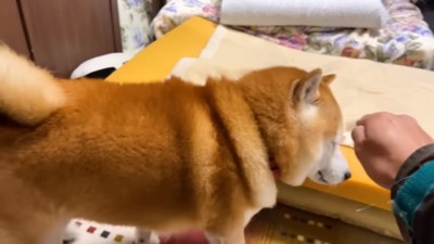 歩くらんまるくん