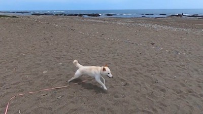 大興奮してダッシュ!