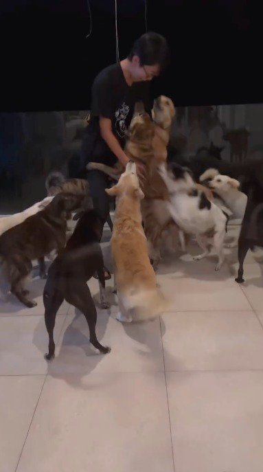 飼い主に飛びつく犬たち