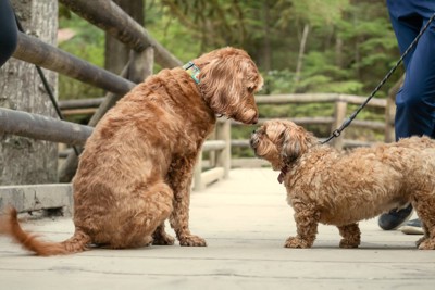 散歩で顔を合わせる犬