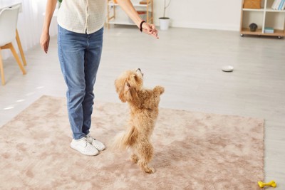 犬を落ち着かせるために指示を出す飼い主