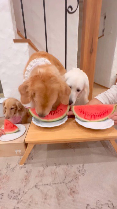 茶色い犬がスイカを食べているところを見つめる白い犬