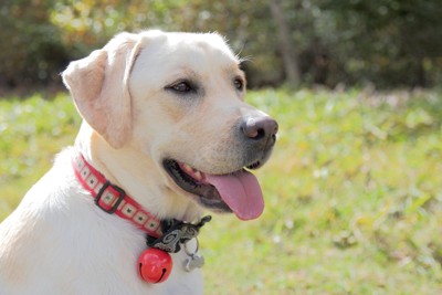 赤系の首輪、レトリバー