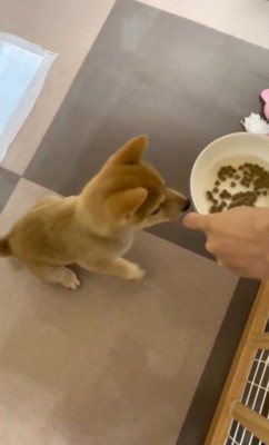 えだまめ君の初めての「待て」8