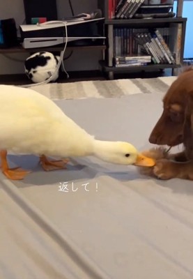 おもちゃを返してほしいガーガーちゃん