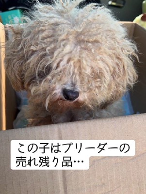 売れ残りのわんこ