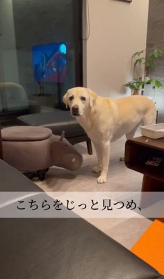 おもちゃを取ってほしそうなきぬちゃん