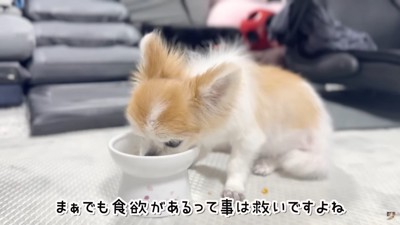 一生懸命食べる姿が健気…