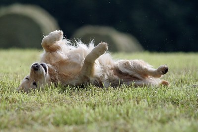 芝の上で仰向けになる犬