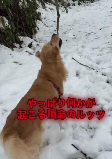 枝を引っ張るルッツくん