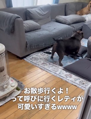 同居犬を呼びに行く中型犬