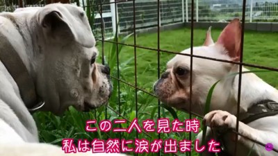 フレンチブルドッグの小次郎くんとボクサー犬