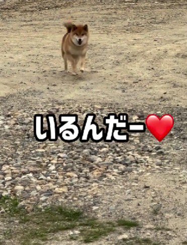 全力でダッシュ