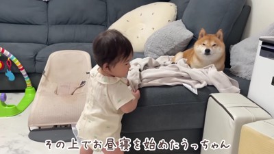 ソファでお昼寝