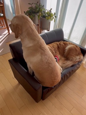 ソファの上に座る犬とくつろぐ犬