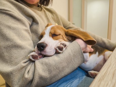 お腹の上で眠る犬