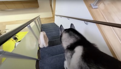 階段を降りる犬と猫