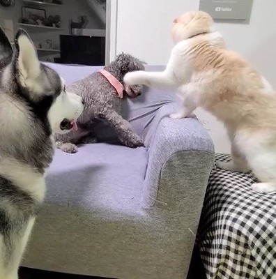 猫パンチされる犬