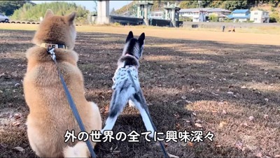 ハスキー犬の背中を見つめる柴犬