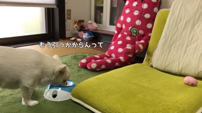 ドッキリに対するコハクくんの反応⑩