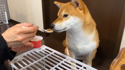 スプーンで食べさせてもらう犬