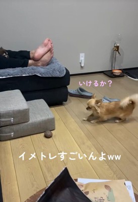 段差を登ろうとするのんちゃん2