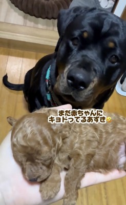 「この子はなに?」