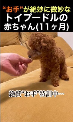 くぅちゃんの「おて」⑩