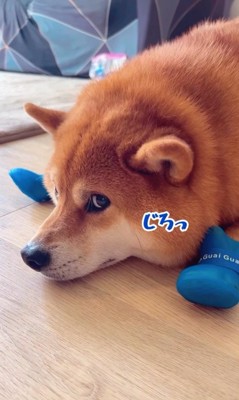 靴を履いたサブローくん⑩