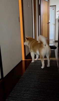 心配そうな豆ちゃん