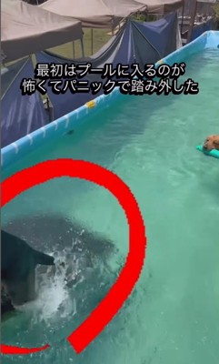 プールで特訓するエースくん