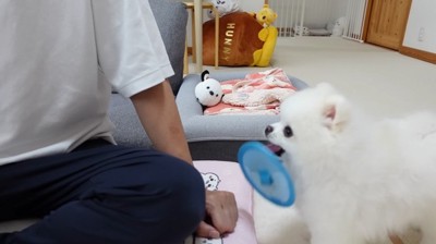 フリスビーを持参する犬