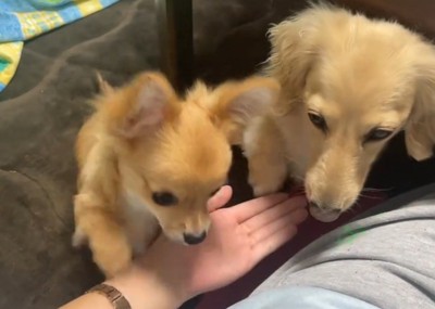 2頭の犬に手のひらを見せる飼い主