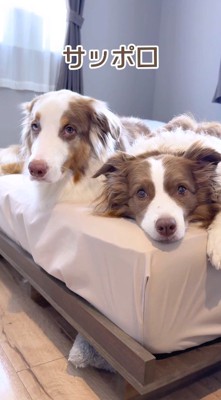 2頭の犬に『サッポロ』という言葉を話しかける飼い主