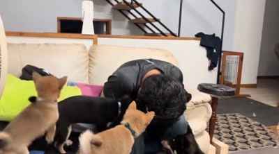 駆けつける犬3