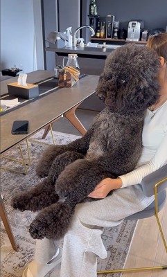 テレビを見るCOCOちゃん5