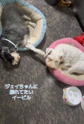 寝ている2匹の犬2
