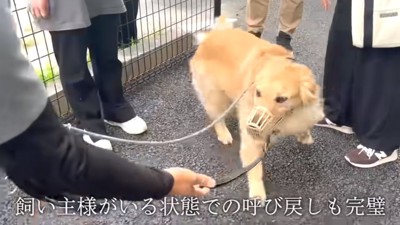 呼び戻しも完璧なアトムくん