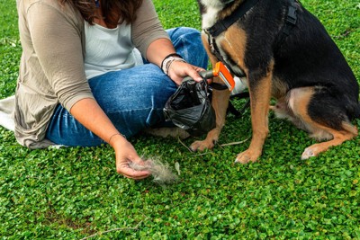 座っている犬と抜け毛