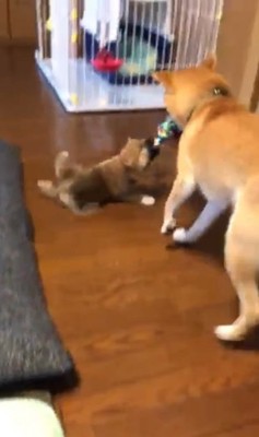 もずく君とわさび君の変化4