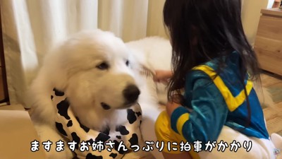 わんこのお世話をする係