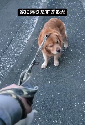 「お散歩したくない!」