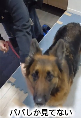 上を見る犬2