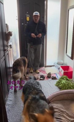 大型犬たちのお出迎え6